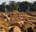 /album/photo-gallery-deforestation-/rainforest-deforestation-jpg/